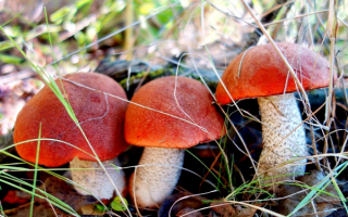 Три братца подосиновика