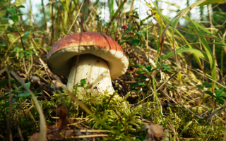 Белый гриб боровик