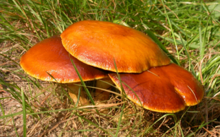 Маслята вкусные грибы