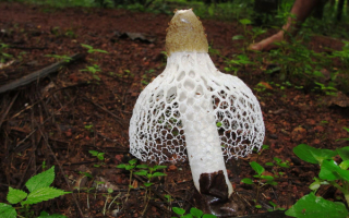 Гриб сетконоска