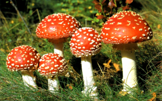 Ядовитые грибы мухоморы