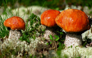 Три грибочка