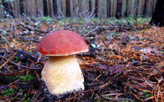 Сосновый боровик