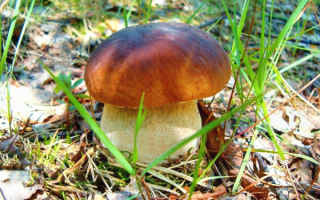 Маленький боровичок