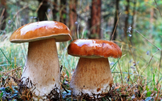 Белые грибочки выросли в лесочке