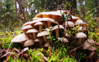 Вешенка обыкновенная