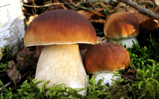 Грибы белые