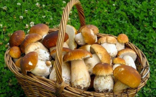 Боровики в корзине