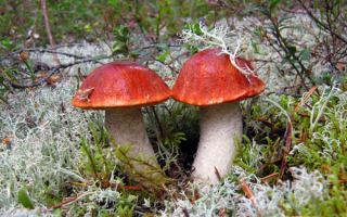 Братья подосиновики