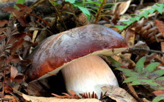 Бронзовый боровик