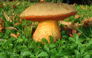 Гриб дубовик