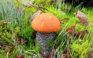 Гриб подосиновик в траве