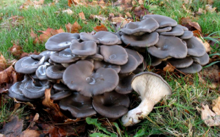 Грибы вешенки