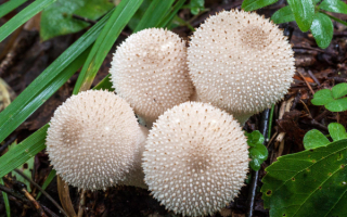 Грибы дождевики