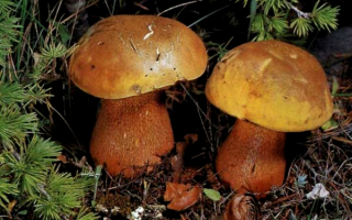 Грибы дубовики