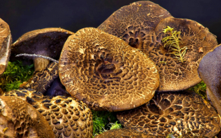 Грибы ежовики пестрые