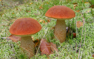 Грибы подосиновики