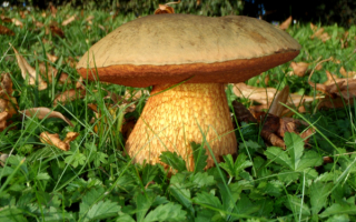 Дубовик обыкновенный