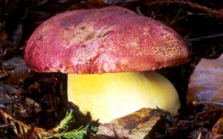 Королевский боровик