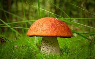 Красавец подосиновик