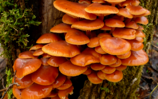 Опята зимние