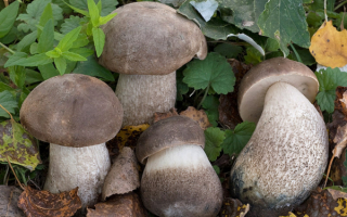 Грибочки подберезовики