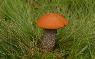 Подосиновик в траве