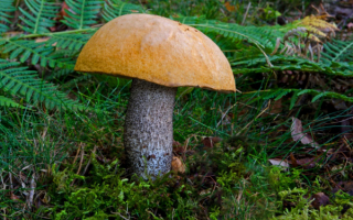 Подосиновик желто-бурый