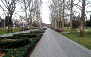 Платановая аллея на Красной улице в Краснодаре