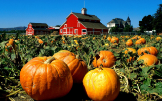 Дом у тыквенного поля