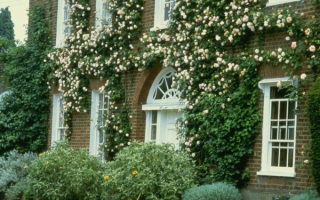 Вертикальное озеленение