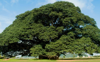 Дерево с большой кроной