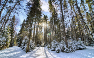 Деревья в зимнем лесу