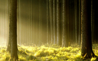 Деревья в утреннем тумане