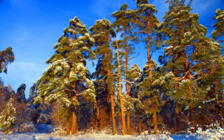 Зимние сосны