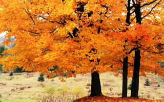 Клен в осеннем наряде