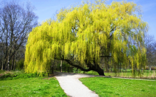 Плакучая ива весной