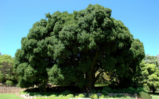 Смоковница