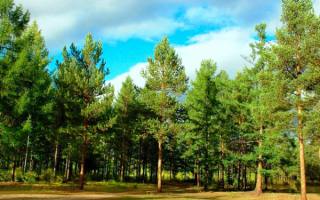 Сосны и ели