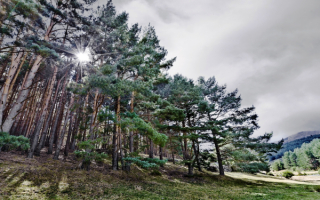 Сосны на пригорке