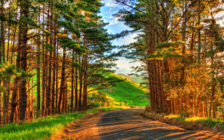 Сосны у дороги