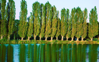 Тополя на берегу