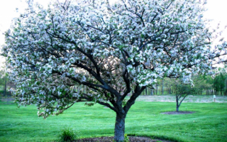 Цветет абрикос