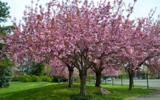 Цветет японская вишня