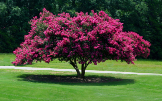 Цветущее дерево в парке