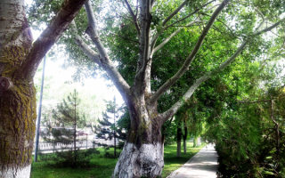 Ветвистый тополь