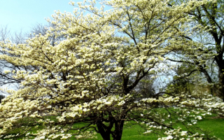 Дерево в цветах