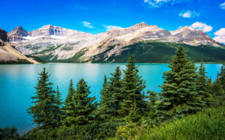 Елочки на берегу озера