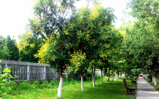 Цветущие деревья на аллее