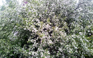 Яблоня в цвету